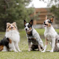 Charaktereinschaetzung-Outdoorpfoten-Hundeschule-01