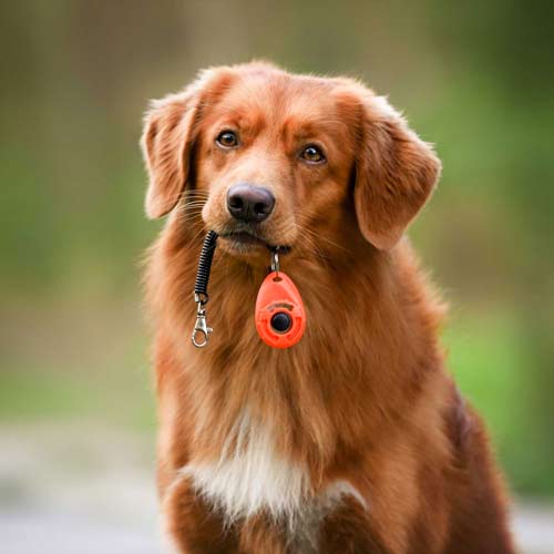 Clickertraing-Hund-Outdoorpfoten-Hundeschule