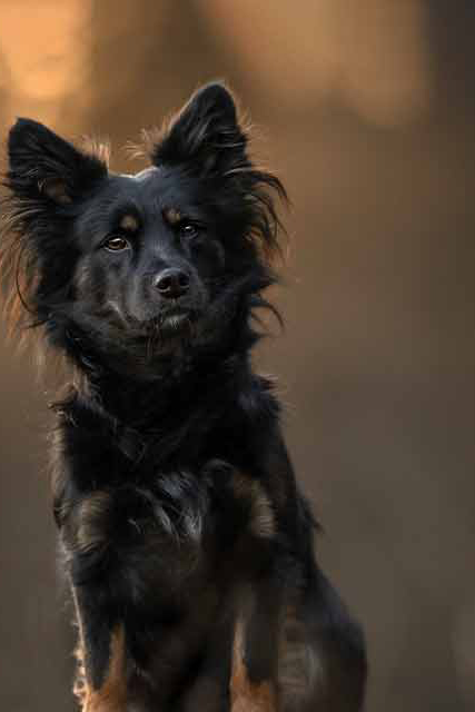 Hund5-Outdoorpfoten-Hundetraining-Hundeschule-Hundebetreuung