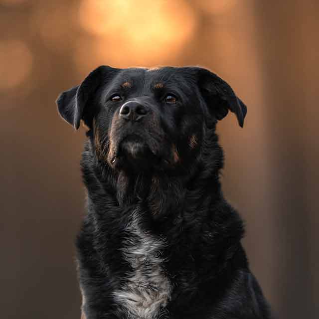 Inka-Outdoorpfoten-Hilden-Hundetraining-Hundeschule-Hundebetreuung