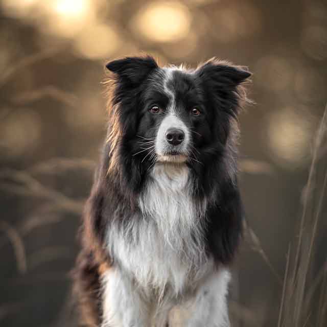 Jazz-Outdoorpfoten-Hilden-Hundetraining-Hundeschule-Hundebetreuung