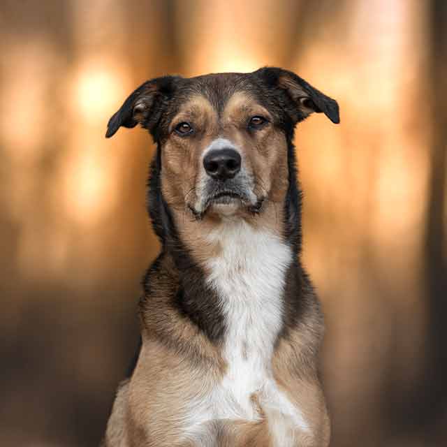 Lilli-Outdoorpfoten-Hundetraining-Hundeschule-Hundebetreuung