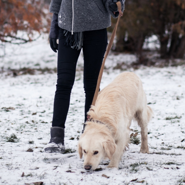 Clickertraing-Hund-Outdoorpfoten-Hundeschule