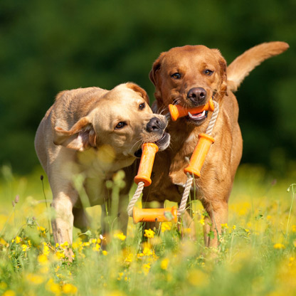 Vorschaubild-Spielestunde-fuer-Hunde-Outdoorpfoten-Hundespielstunde