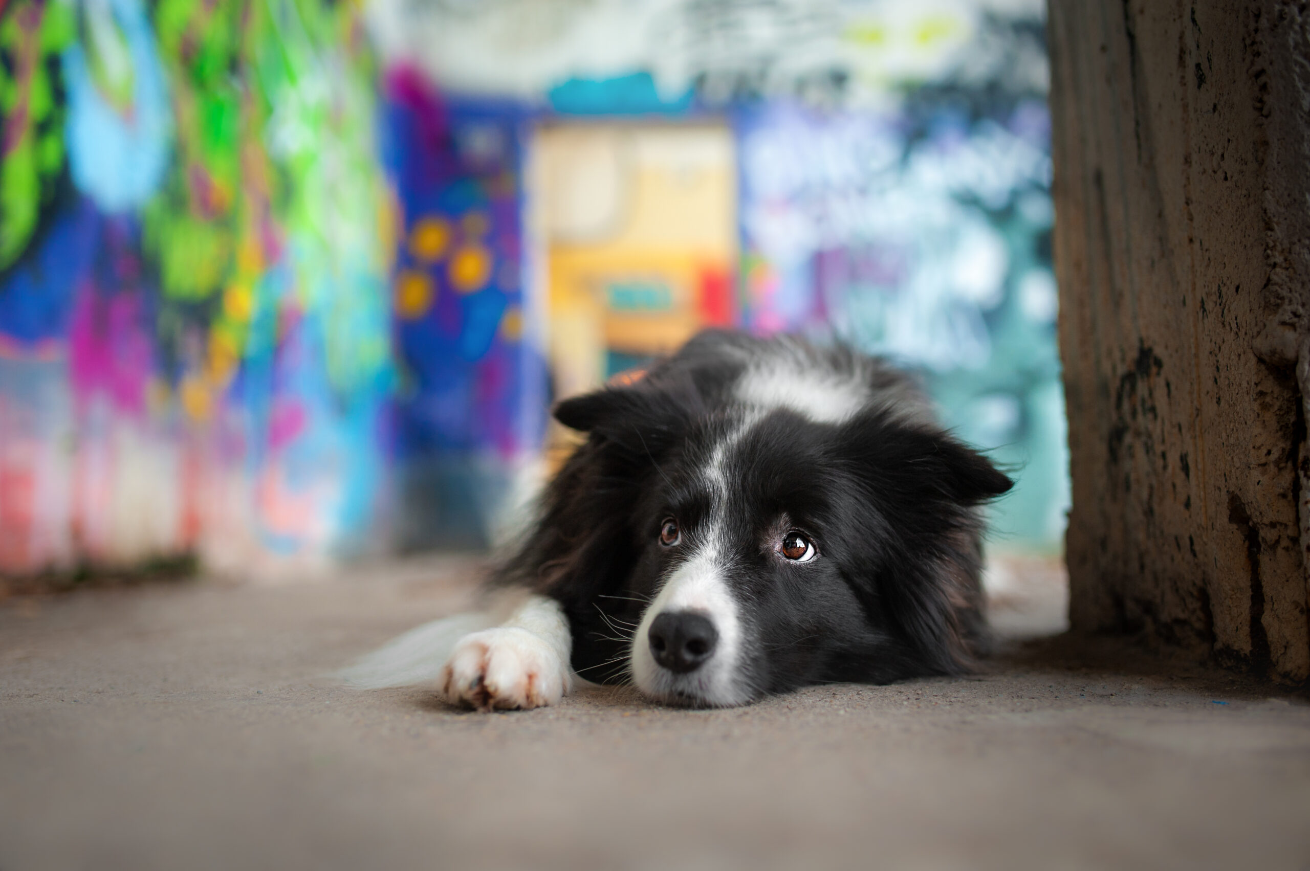 Hund Vanessa Brugger