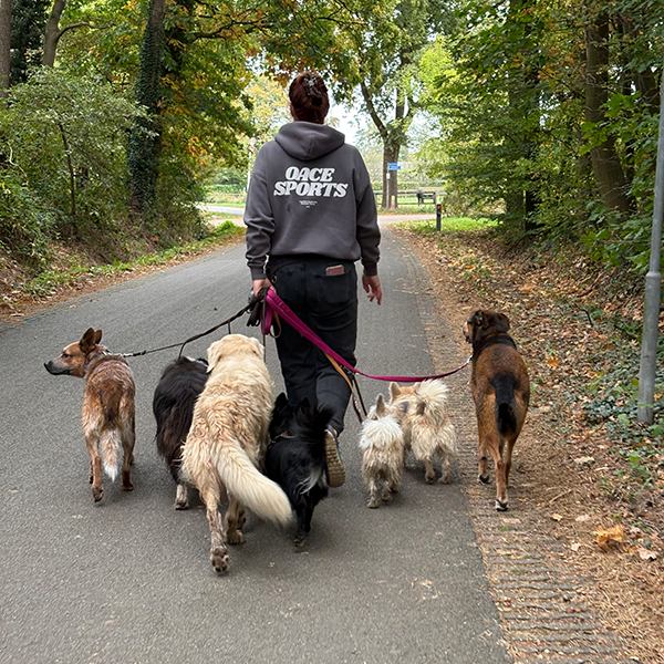 Hundeschule Outdoopfoten2