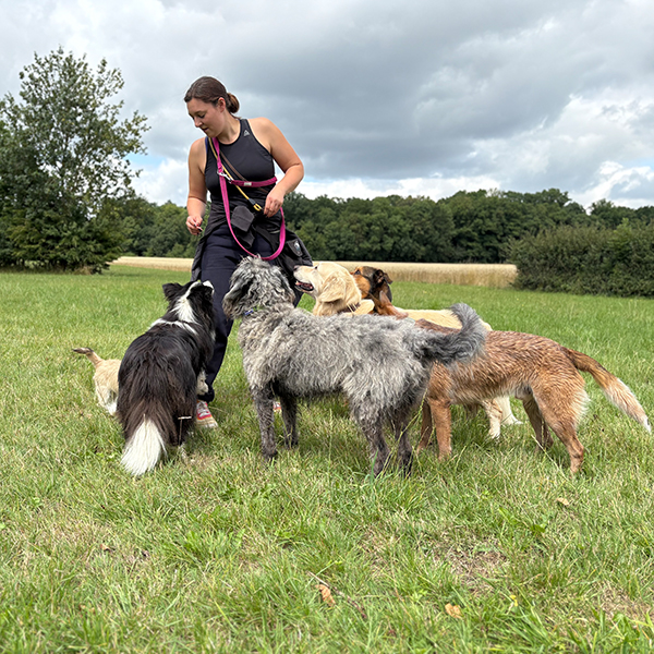 Hundeschule Outdoopfoten