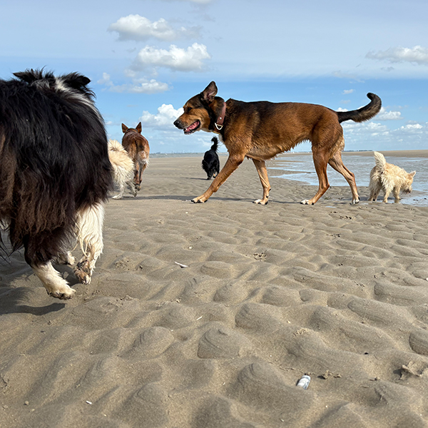 Trainingsferien mit Hund