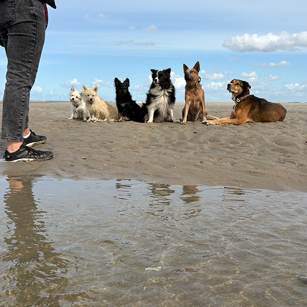 Trainingsferien mit Hund