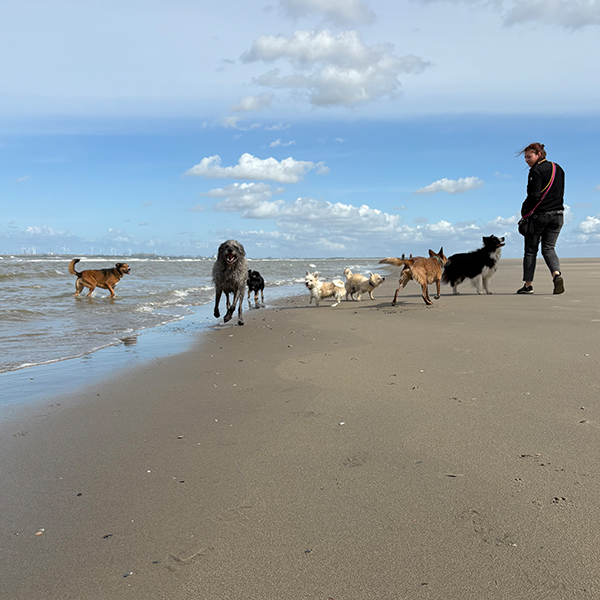 Trainingsferien mit Hund